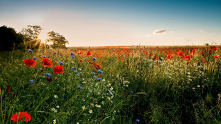 Flower field sunset sky trees - a few cloud free wallpaper