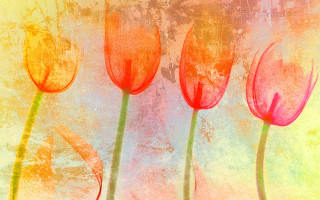 Red flowers yellow background blue - three red flower free wallpaper