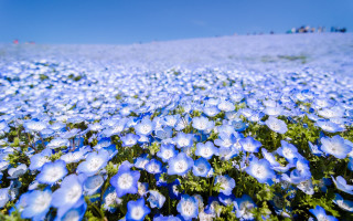 Blue flower field sky cloud - a few person free wallpaper