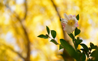 White flower yellow center autumn - yellow leaf free wallpaper