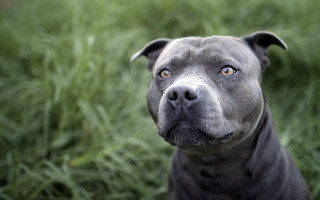 Black dog sad face field 2 - a black dog free wallpaper