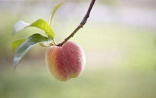 Fruit closeup macro nature blurry - macro photography free wallpaper