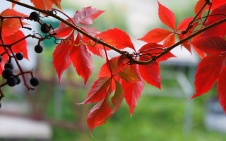 Red berries leaves autumn macro - art green free wallpaper