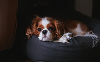 Dog pillow floor wall window - curtain free wallpaper