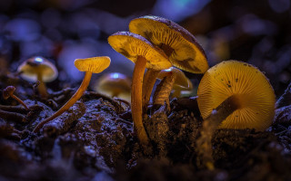 Mushrooms forest snow dirt macro - covered free wallpaper