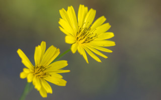 Yellow flower daisy lotus sunflower - a blurry background in the background free wallpaper