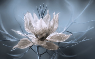 White flower blue background water - macro photography free wallpaper