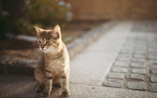 Cat tiltshift shallowfocus blurry background - the camera lense free wallpaper
