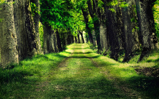 Dirt road forest trees grass 4 - a matte painting free wallpaper