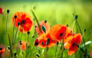 Red flower green grass bokeh - red flower free wallpaper