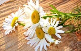 Daisies wooden table green stems - constance copeman free wallpaper