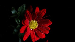 Red flower water droplets macro 10 - a red flower free wallpaper