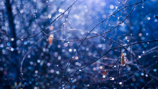Tree water drops night woods - a blue sky background free wallpaper