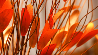 Orange flowers stems white wall - warm free wallpaper