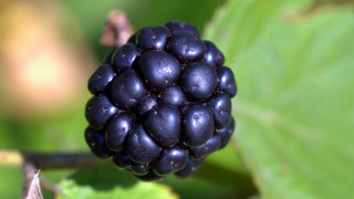 Berry closeup leaves bokeh macro - the background and a blurry background free wallpaper