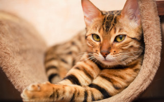 Sad cat looking camera cat - a stock photo free wallpaper