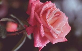 Pink rose water droplets macro 9 - a pink rose free wallpaper