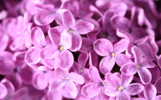Purple flower butterfly water droplets - david budd free wallpaper