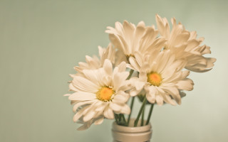 White flowers vase table wall - top of a table next free wallpaper