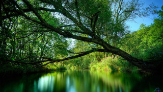 River tree blue sky green - free nature wallpaper