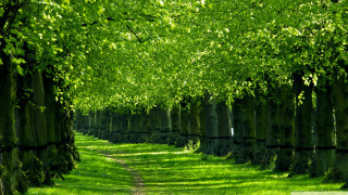 Forest path green bench nature - a green forest free wallpaper