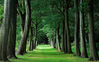Forest path bench trees nature - a matte painting free wallpaper