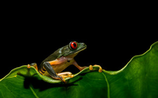 Frog red eyes leaf macro - a frog free wallpaper