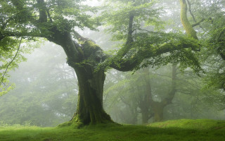 Large tree green forest fog - free nature wallpaper