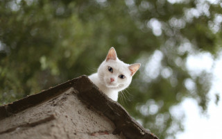 White cat roof tree building - a white cat free wallpaper