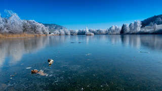 Lake ice trees ducks winter - winter free wallpaper for desktop