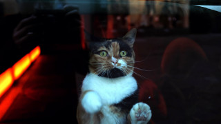 Black cat glowing eyes window - its hind leg free wallpaper