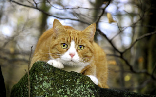 Serious cat on rock woods - a rock free wallpaper
