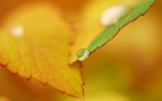 Yellow green leaf water drops - a close up of a leaf free wallpaper