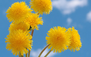 Yellow flower field blue sky 13 - a few yellow flower free wallpaper