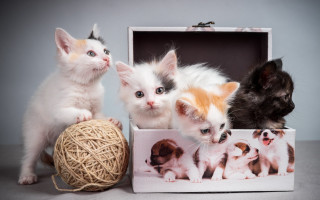 Kittens box yarn assemblage photorealistic 2 - professional free wallpaper