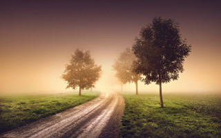 Dirt road trees fog sunset - volumetric fog free wallpaper