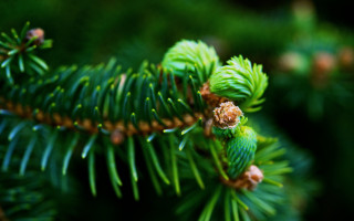Pine branch cones needles bokeh - branch and a blurry background free wallpaper