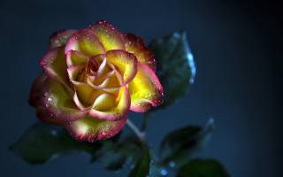 Yellow red rose water droplets - rose free wallpaper