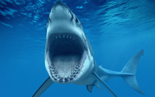 Shark open mouthed fish hook - sharp high detail free wallpaper