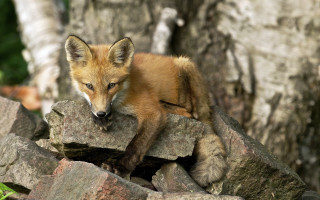 Fox cub rock woods sad - a rock free wallpaper