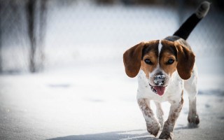 Dog snow running ball fence - a chain link fence behind free wallpaper