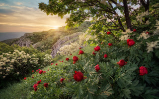 Flower sunset mountains nature magic - a sunset in the background and a mountain in the distance free wallpaper