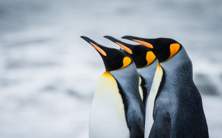 Penguins beach gray sky rayonism - two penguin free wallpaper