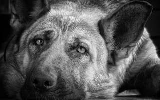 Sad dog laying black and - its head on free wallpaper