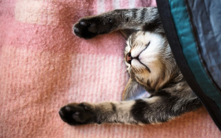 Cat sleeping blurry pillow blanket - morning free wallpaper
