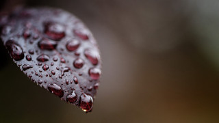 Leaf water drops macro art - a close up of a leaf free wallpaper