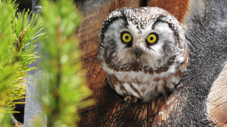 Owl yellow eyes wooden post 2 - the zoo free wallpaper