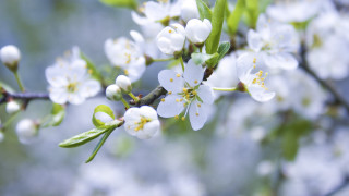 Branch white flowers green leaves 8 - naturalism free wallpaper