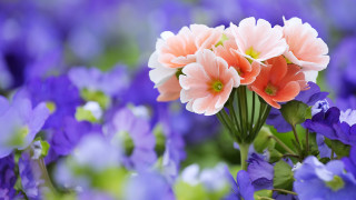Flower field purple bokeh garden - the grass together free wallpaper