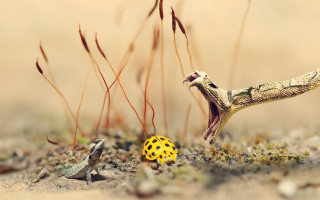 Yellow bug snake grass yellow - a microscopic photo free wallpaper